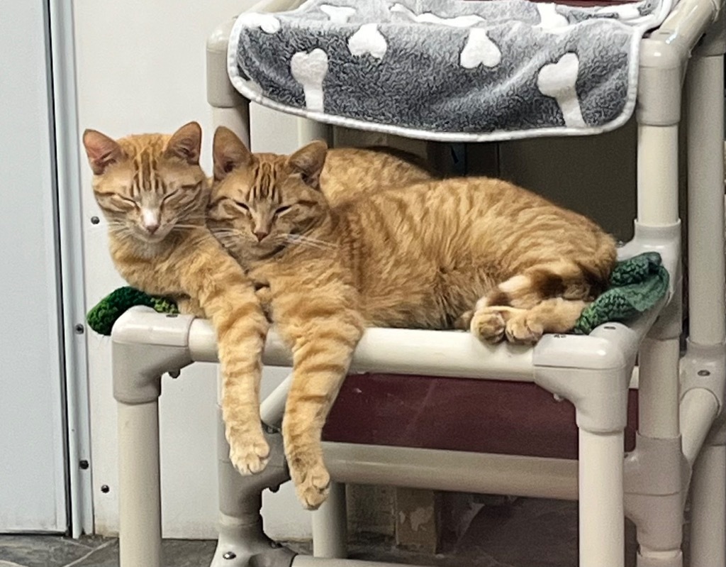 Simba / Pumbaa
