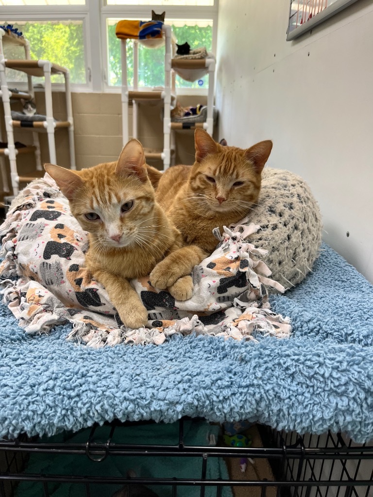 Simba / Pumbaa