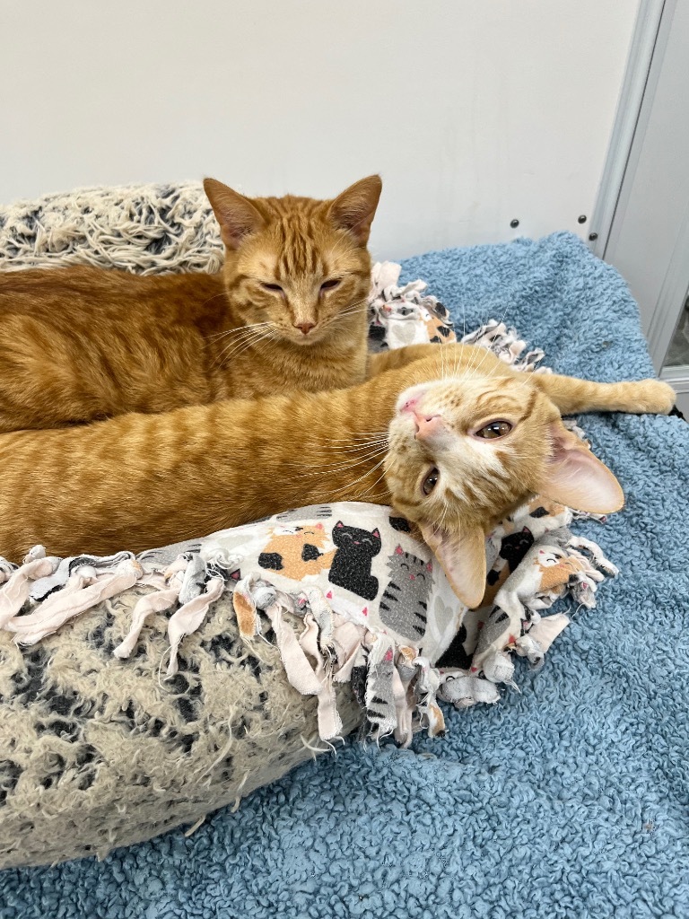 Simba / Pumbaa
