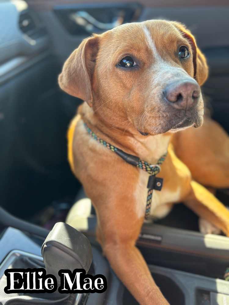 Ellie Mae