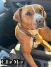 Ellie Mae photo 1