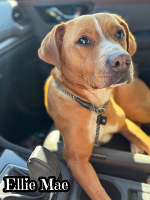 Ellie Mae, Young Female Labrador Retriever