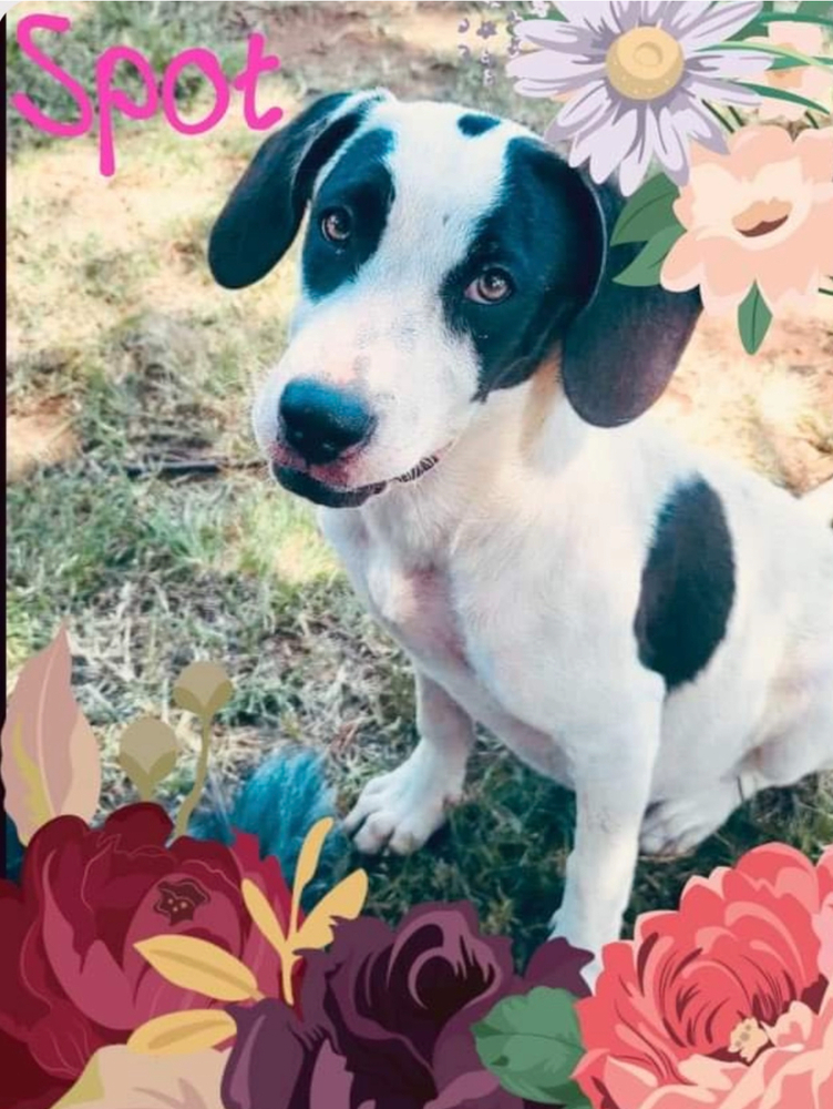 Spot (Patches)