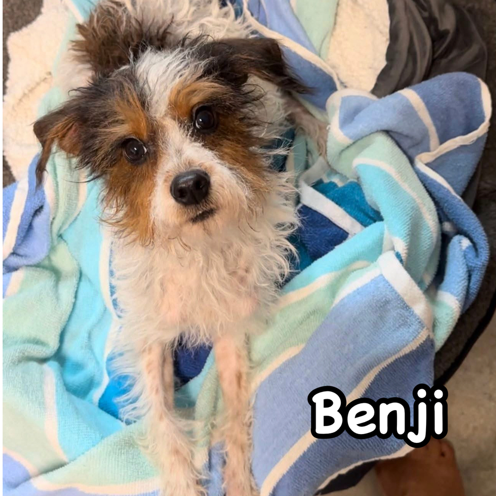 Benji