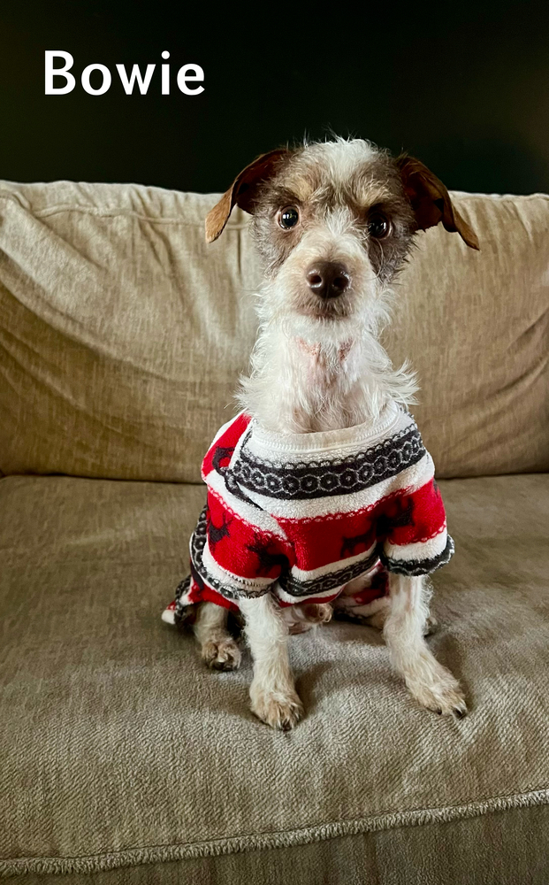 Bowie