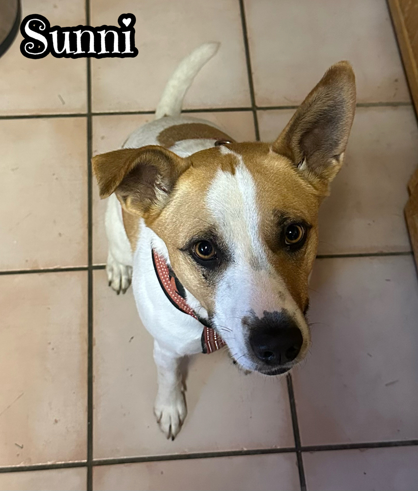 Sunni