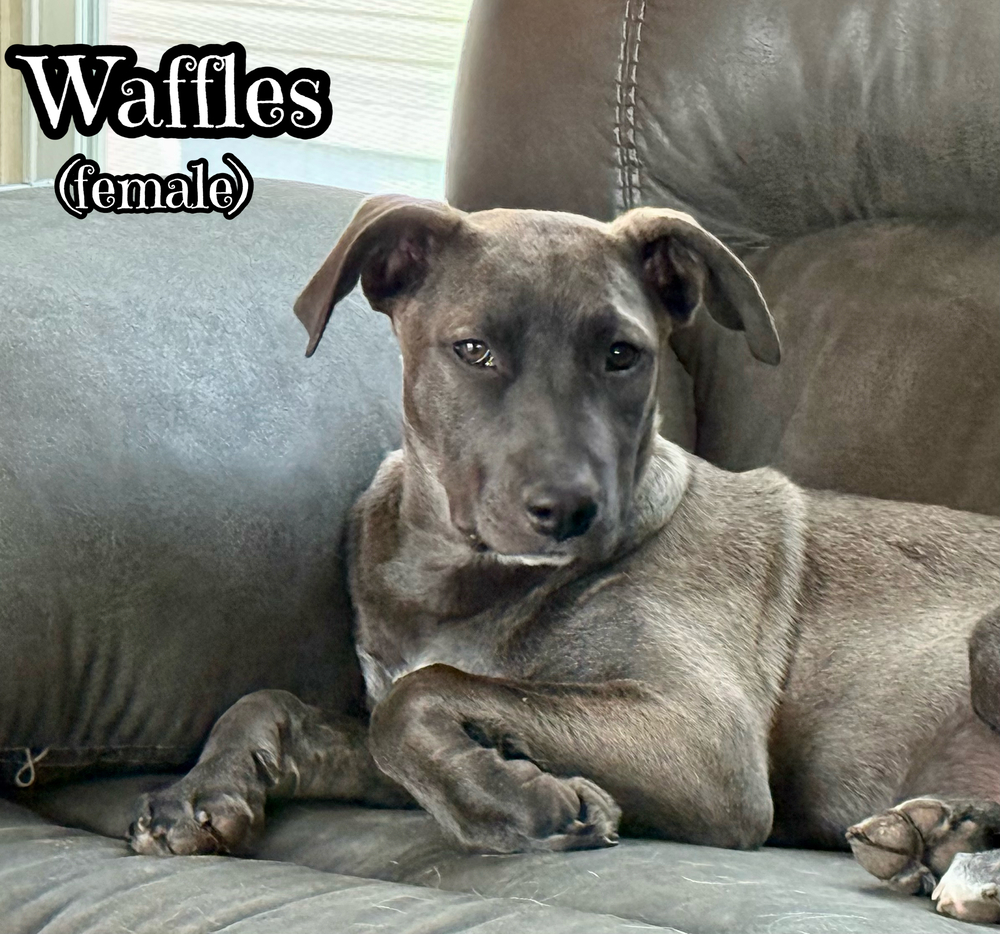 Waffles