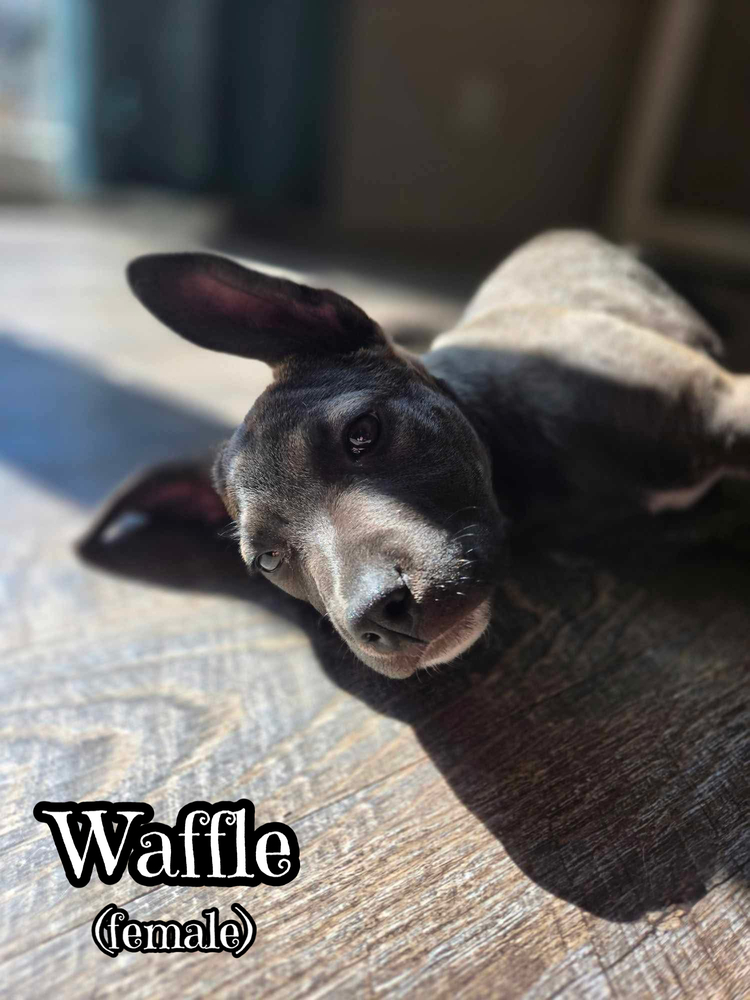 Waffles