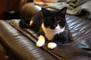 Divine, Young Female Domestic Short Hair