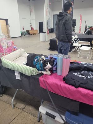 Fran, Adult Male Domestic Short Hair