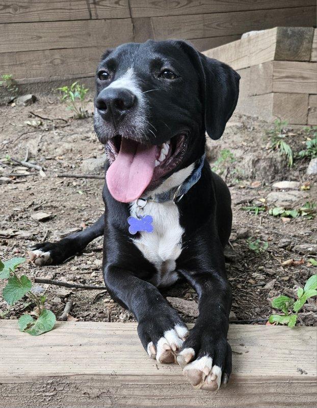 Pup Marshall