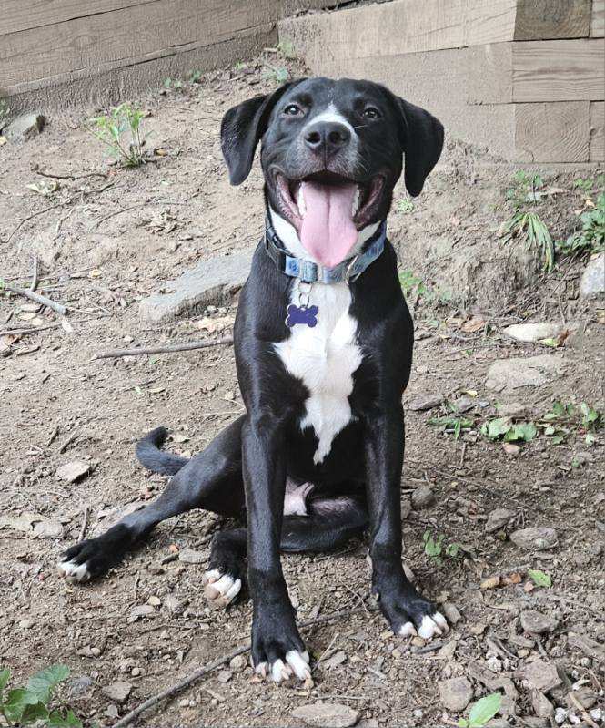 Pup Marshall