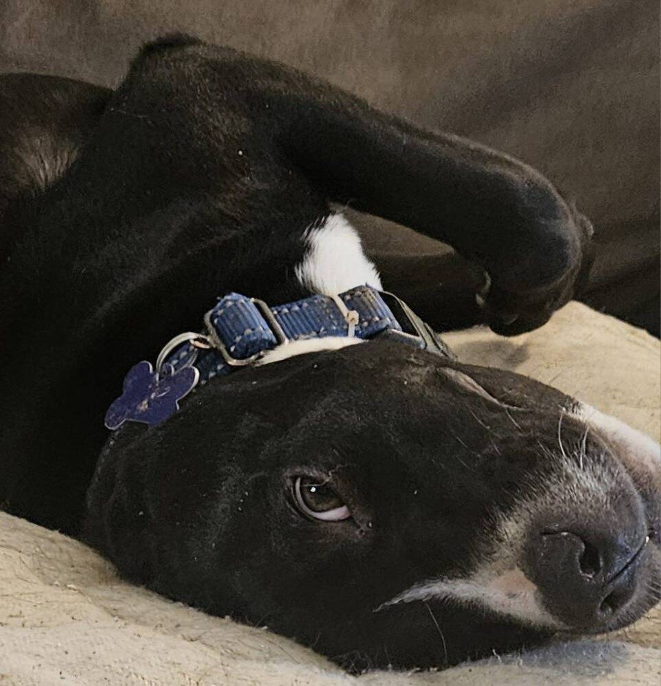 Pup Marshall