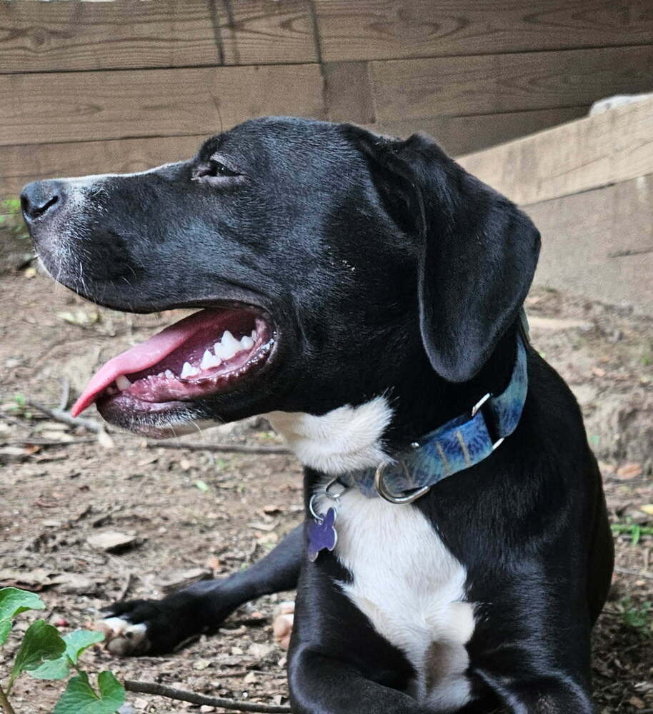 Pup Marshall