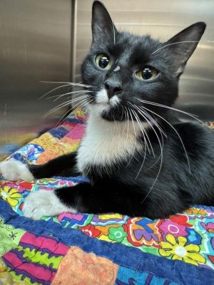 Squatter, Adult Female Domestic Short Hair