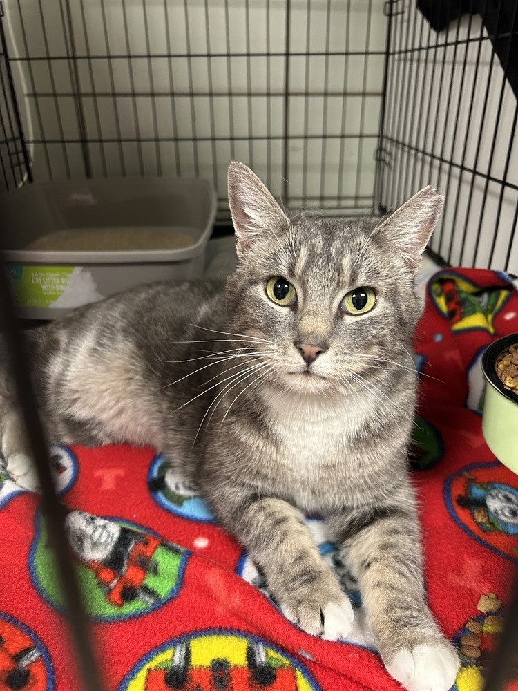 Wife Material, an adoptable Domestic Short Hair in Fort collins, CO, 80526 | Photo Image 1