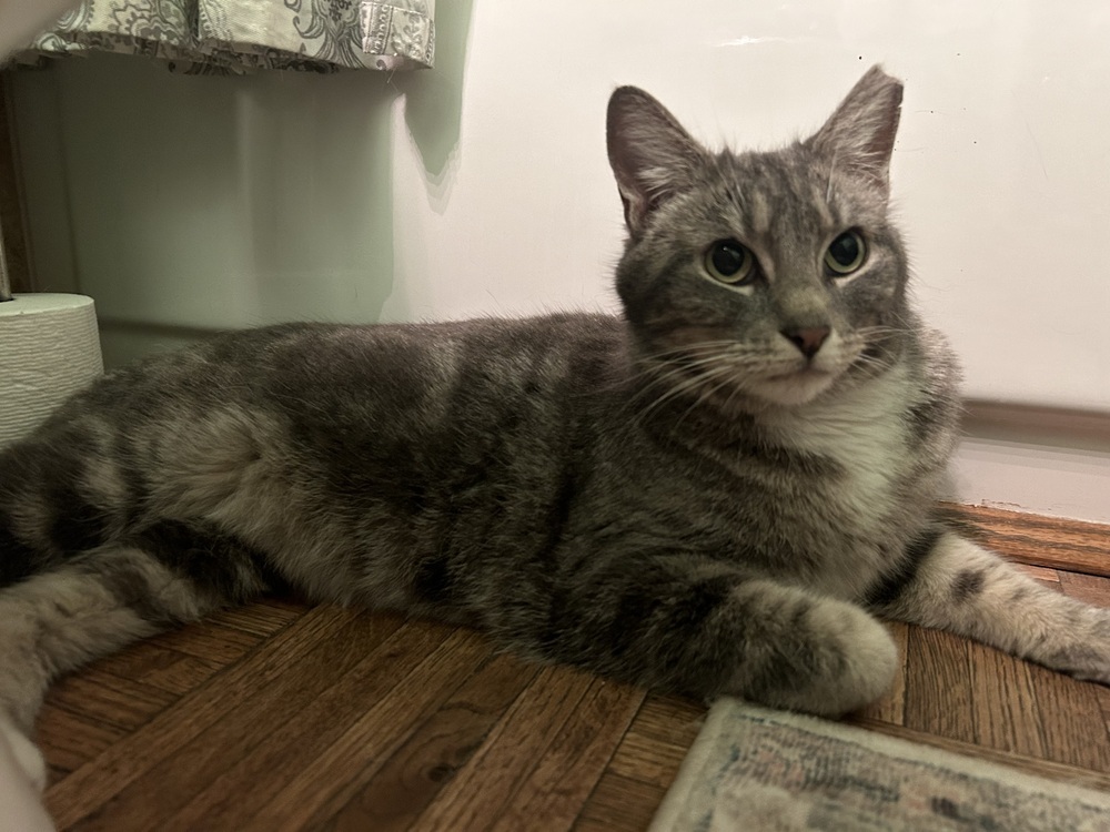 Wife Material, an adoptable Domestic Short Hair in Fort collins, CO, 80526 | Photo Image 2