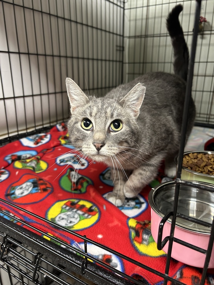 Wife Material, an adoptable Domestic Short Hair in Fort collins, CO, 80526 | Photo Image 3