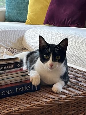 Pandora, Young Female Domestic Short Hair