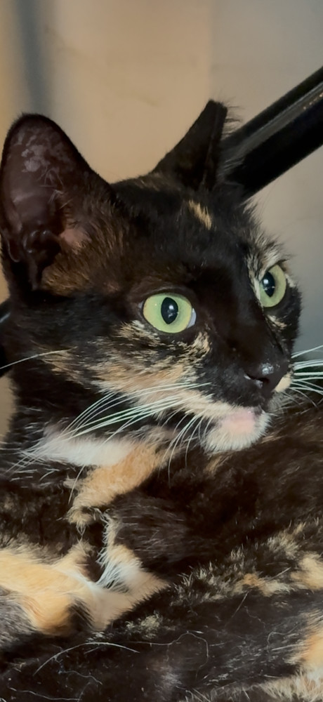 Bindi