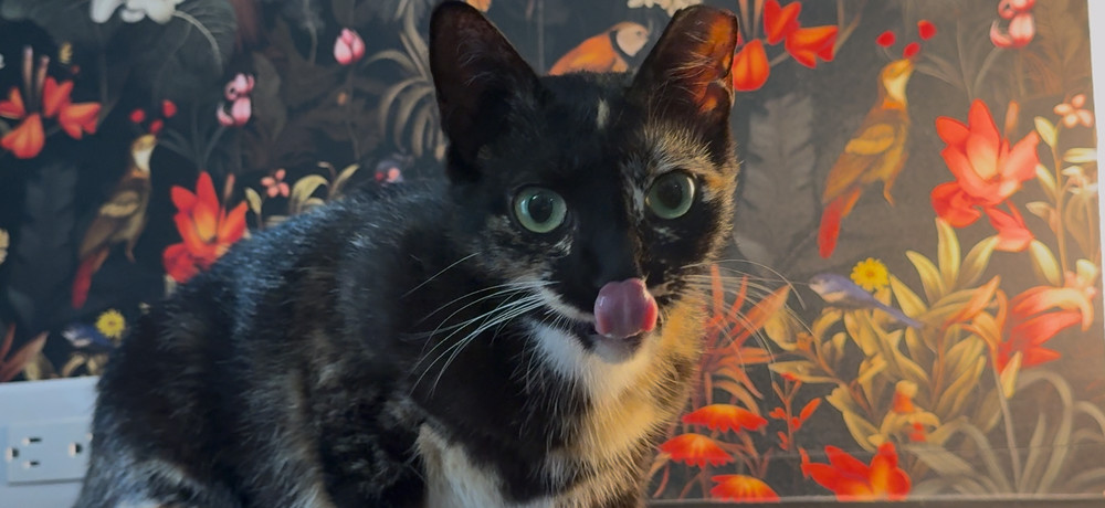 Bindi