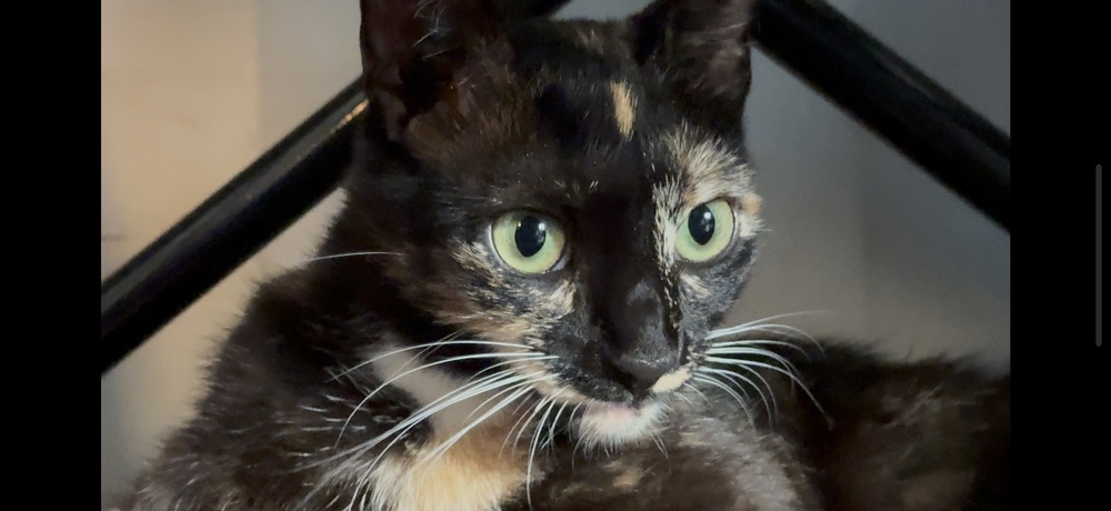 Bindi
