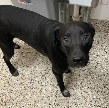 Daxton, an adoptable Mixed Breed in Pendleton, OR, 97801 | Photo Image 1