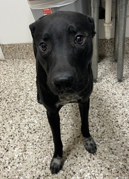 Daxton, an adoptable Mixed Breed in Pendleton, OR, 97801 | Photo Image 2