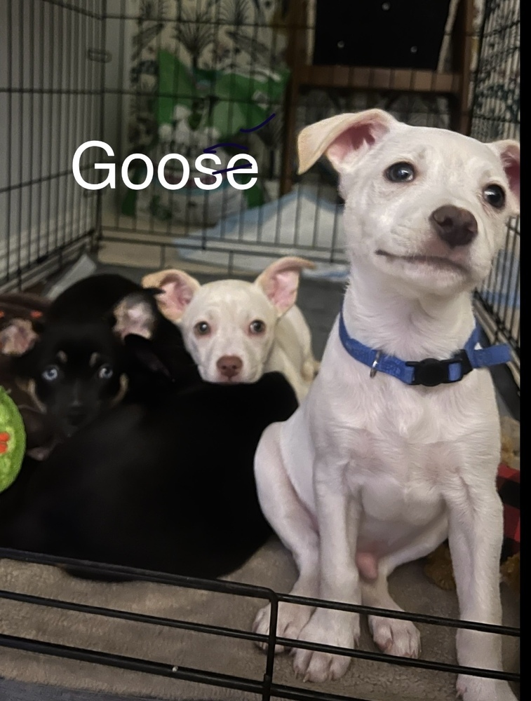 Goose