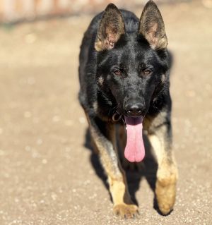 Leila, Young Female German Shepherd Dog