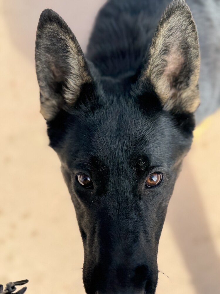 Leila
