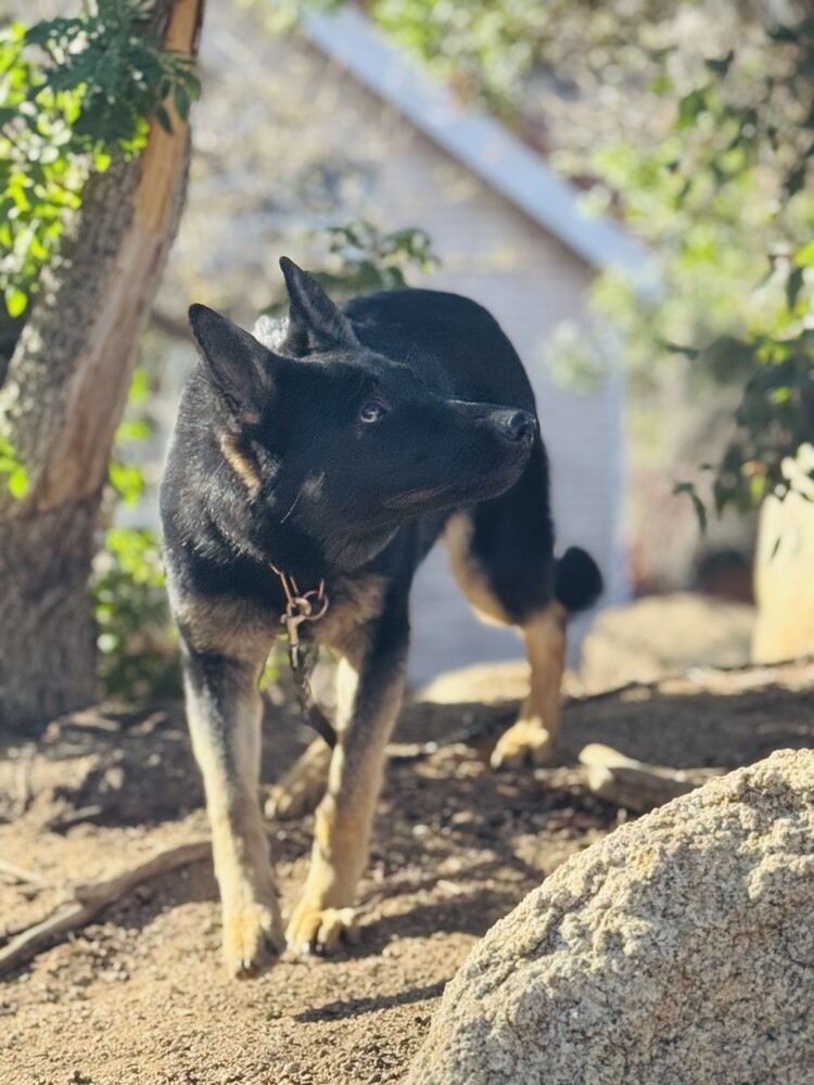 Leila