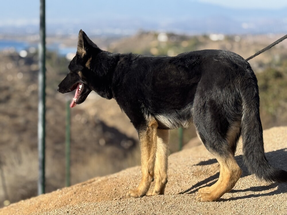 Leila