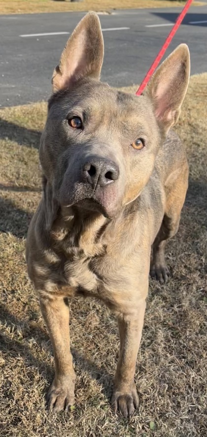 Bruno(HW+ Treatment Sponsored))