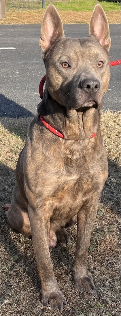 Bruno(HW+ Treatment Sponsored))