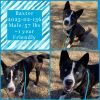 2025-02-136 *Baxter* photo 1