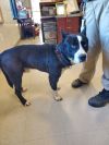 2025-02-136 *Baxter* photo 2