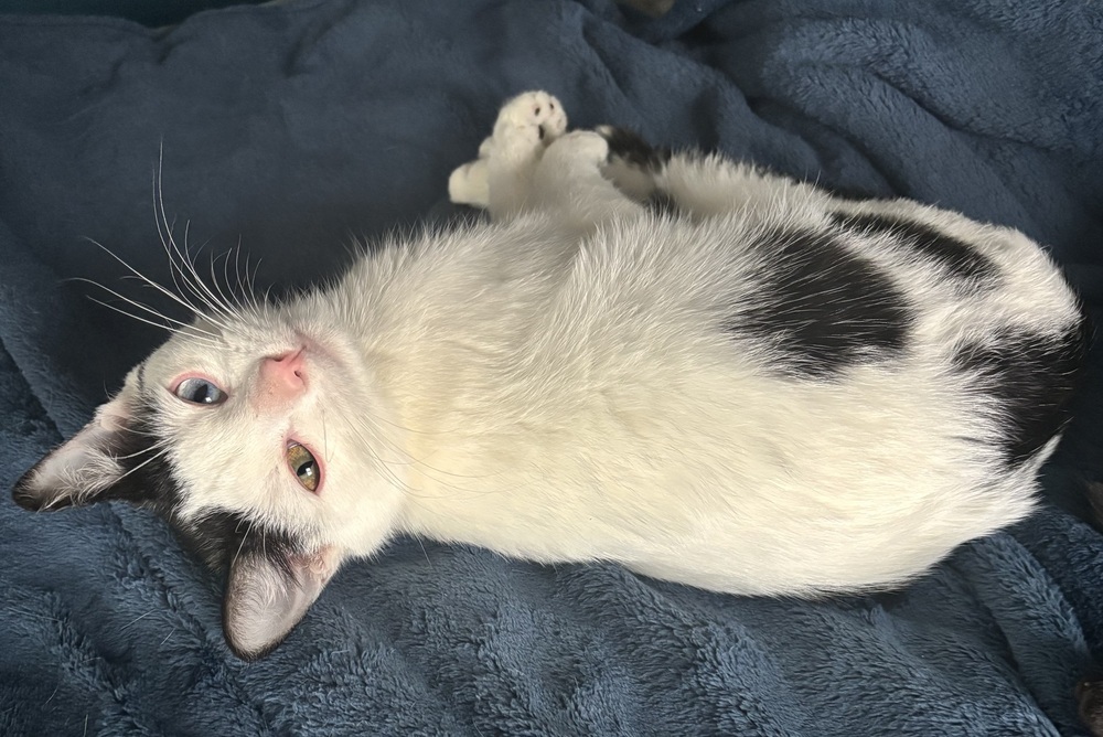Tails, an adoptable Domestic Short Hair in Lafayette, CO, 80026 | Photo Image 1