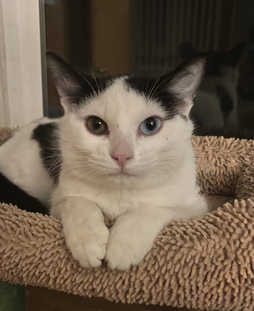 Tails, an adoptable Domestic Short Hair in Lafayette, CO, 80026 | Photo Image 2