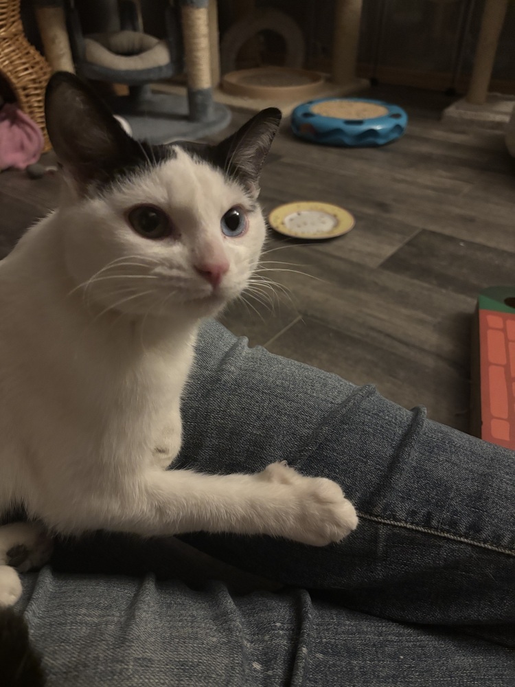 Tails, an adoptable Domestic Short Hair in Lafayette, CO, 80026 | Photo Image 4