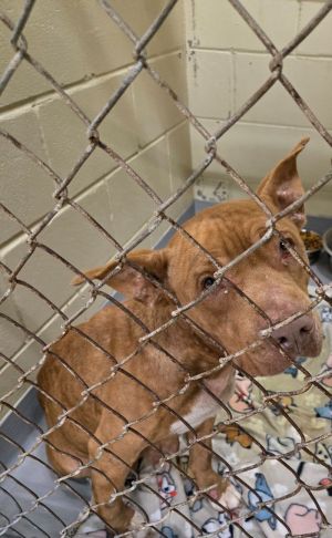 Sutton Green 409, Adult Female Mixed Breed