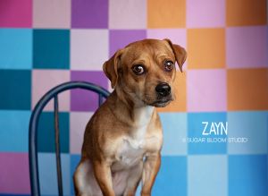 Zayn, Adult Male unknown