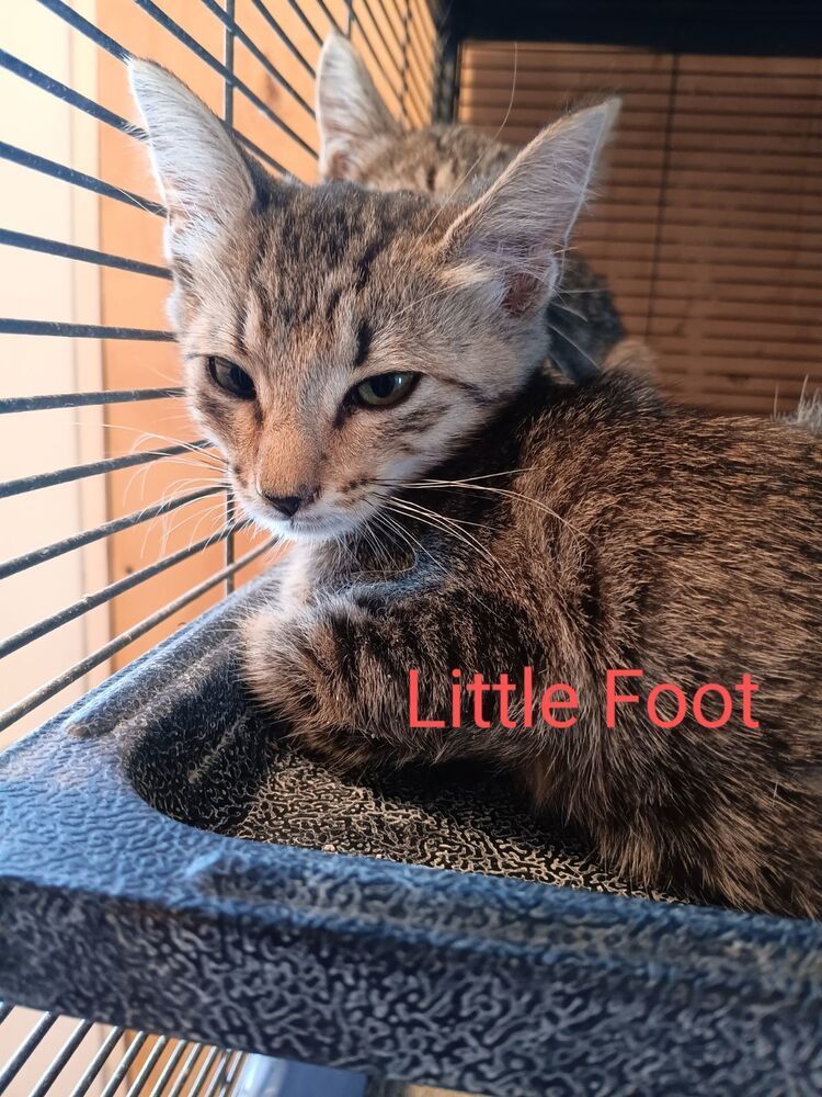 Little Foot