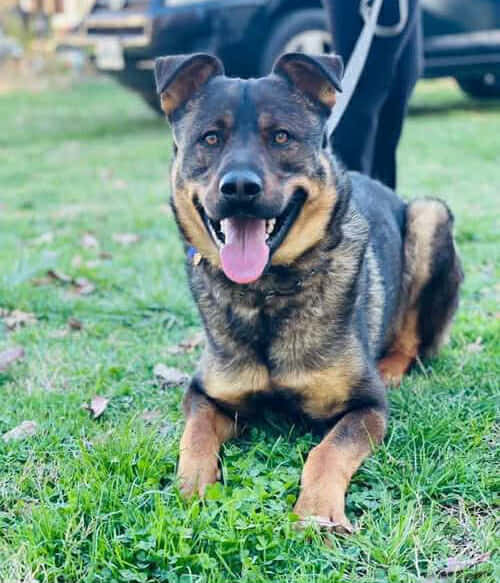 Dex: "My Home to Yours" not at the shelter
