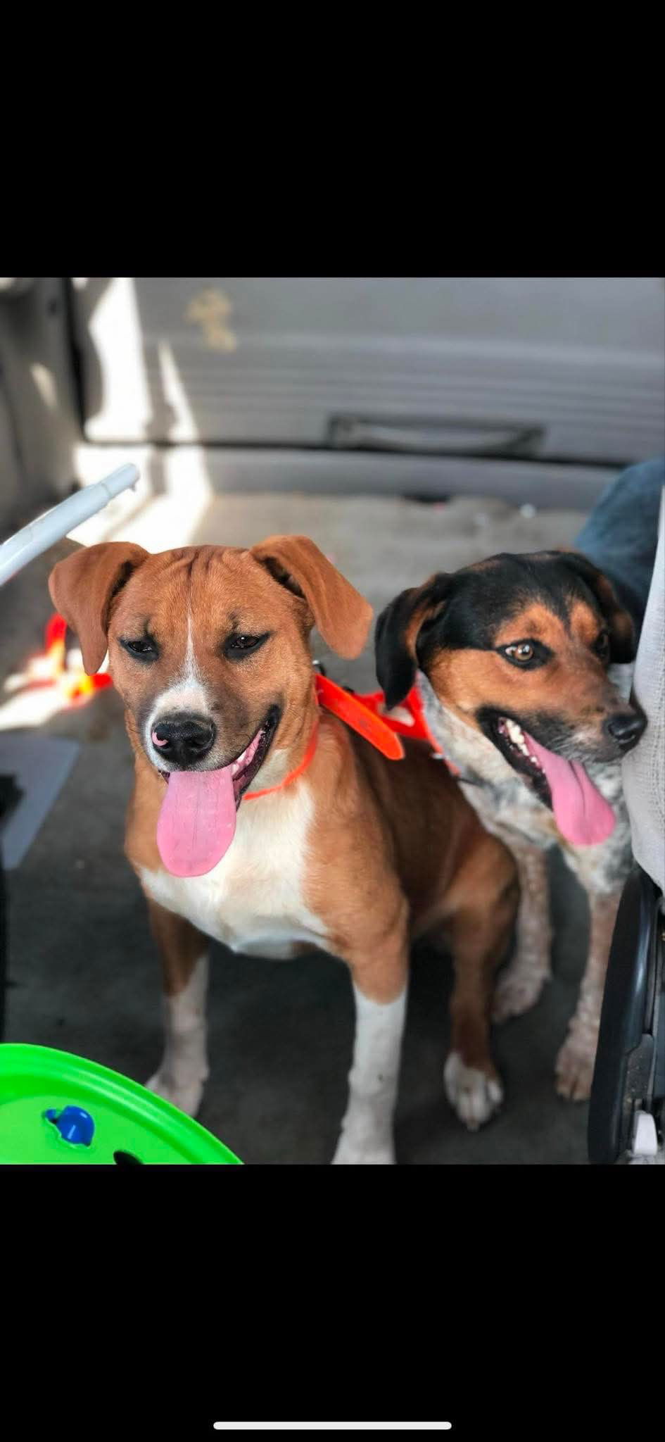 Sage: "My Home to Yours" Not at shelter