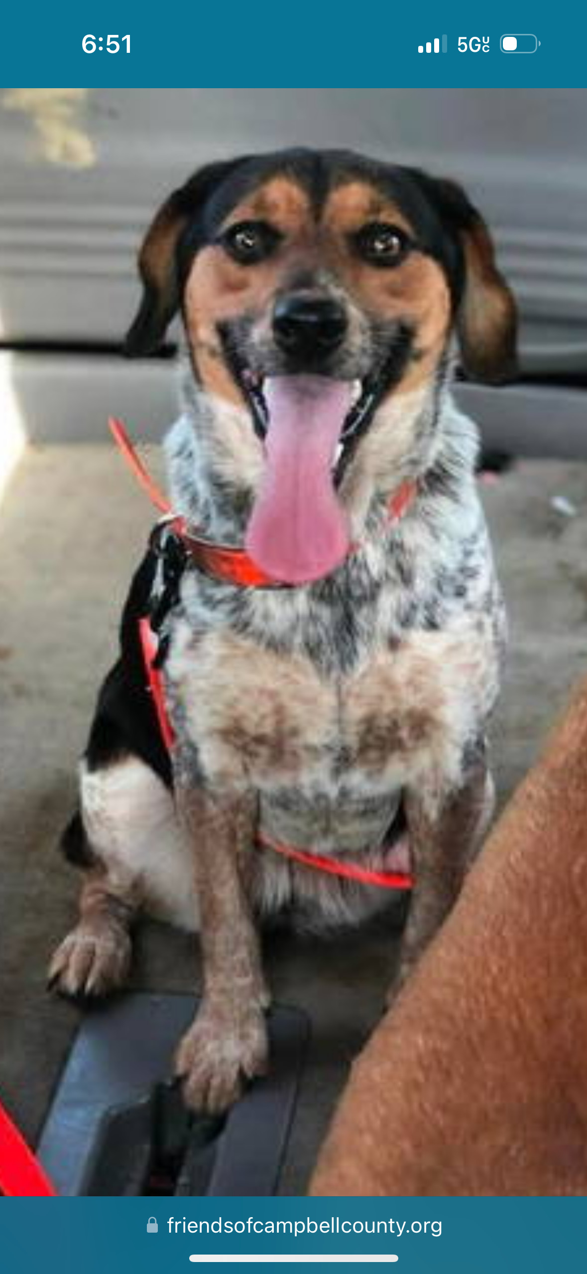 Sadie: "My Home to Yours" Not at shelter