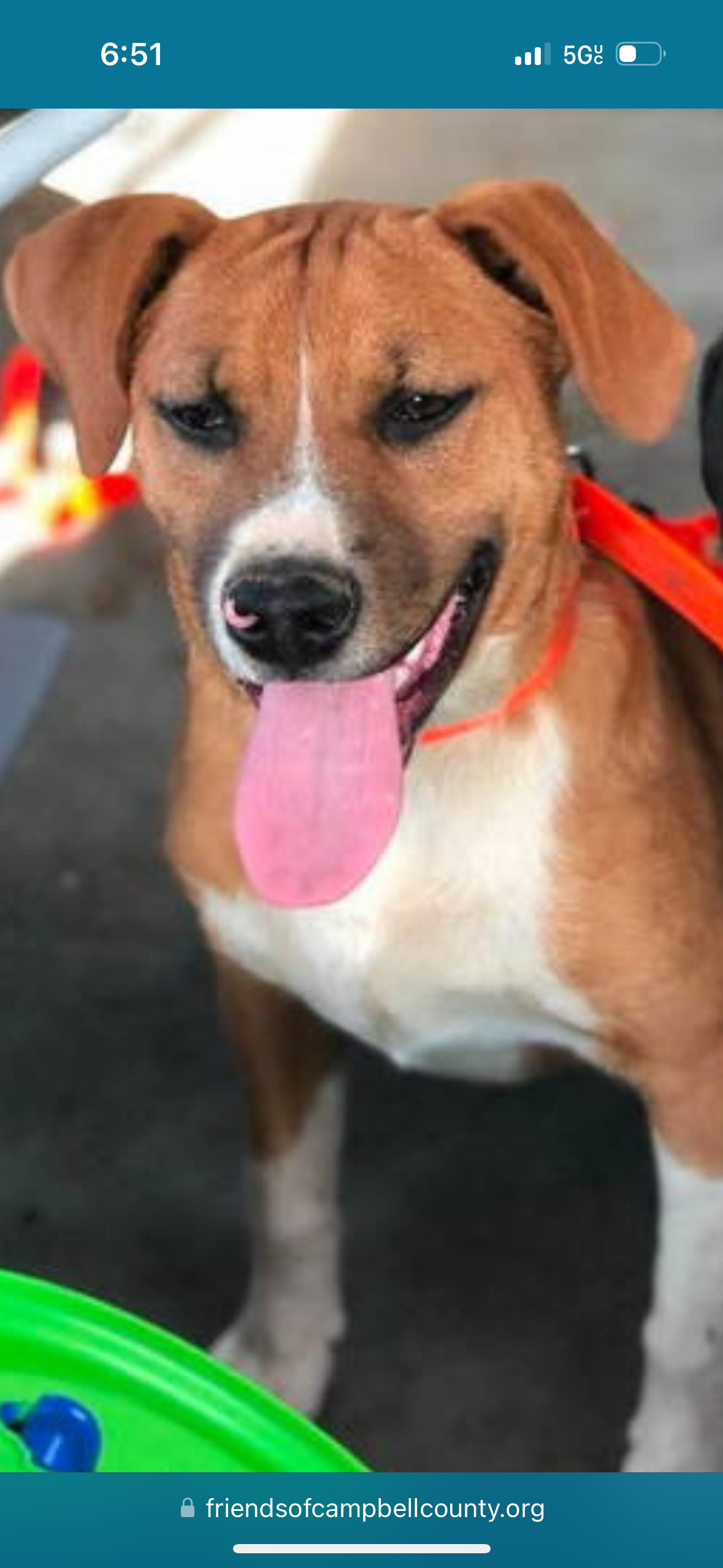Sadie: "My Home to Yours" Not at shelter