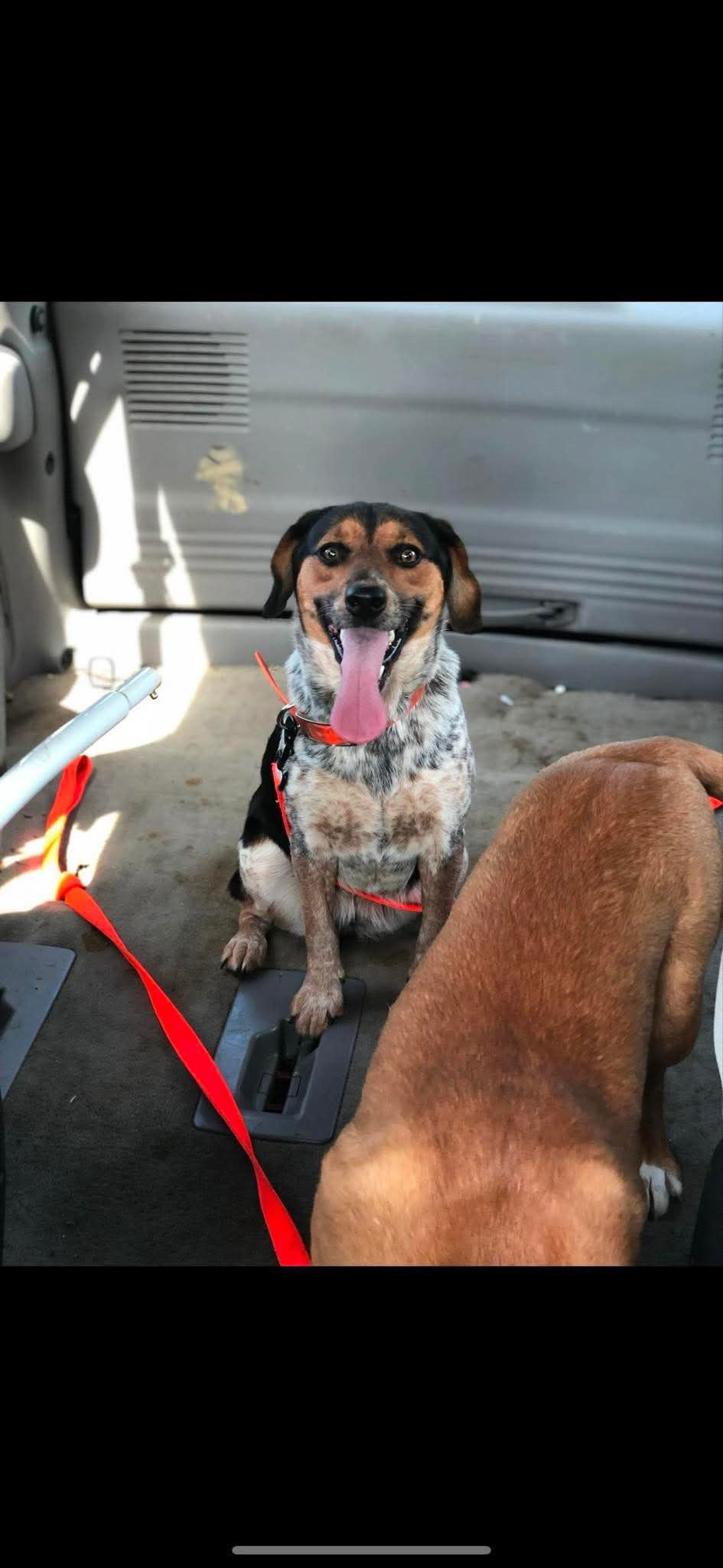 Sadie: "My Home to Yours" Not at shelter