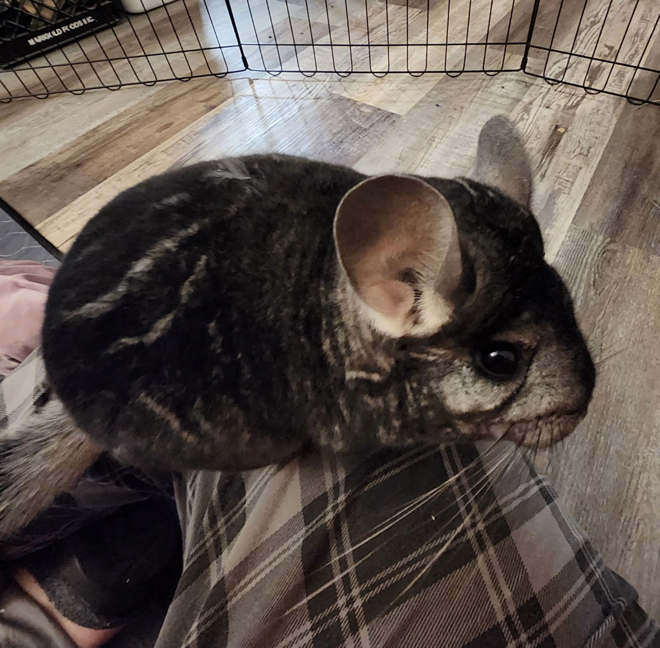 Luna