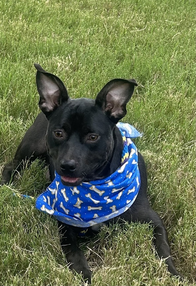 Bailey (Baxter and Bailey brothers)